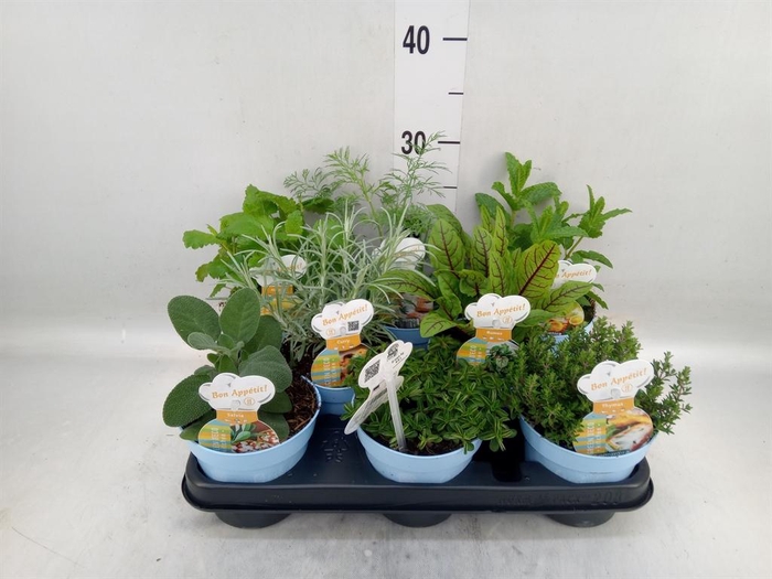 <h4>Tuinkruiden   ...mix</h4>