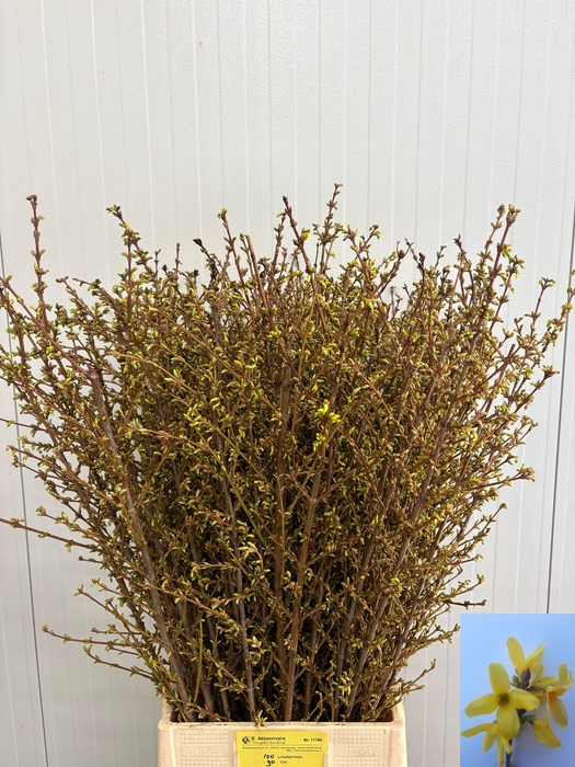 <h4>FORSY I SPECTABILIS</h4>