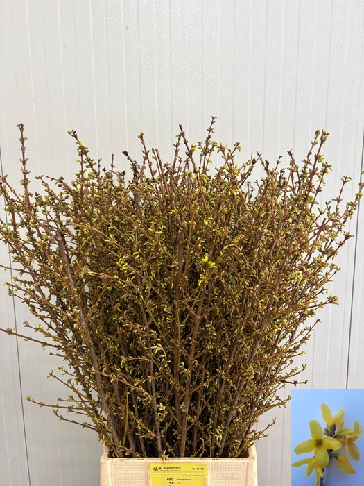 <h4>FORSY I SPECTABILIS</h4>