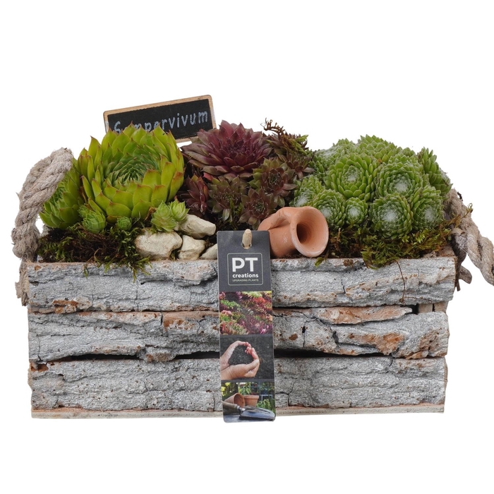 <h4>PTS7434 Arrangement Sempervivum in houten bak</h4>