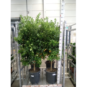 Citrus   ...