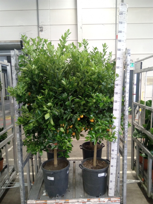 <h4>Citrus   ...</h4>