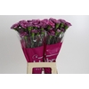 Dianthus St Hypnosis