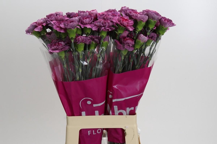 Dianthus St Hypnosis