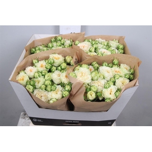 R Tr Grandma F Lilly