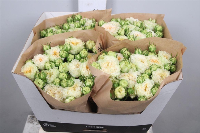 <h4>R Tr Grandma F Lilly</h4>