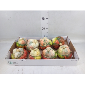 Cucurbita max. 'Turks Turban' mix