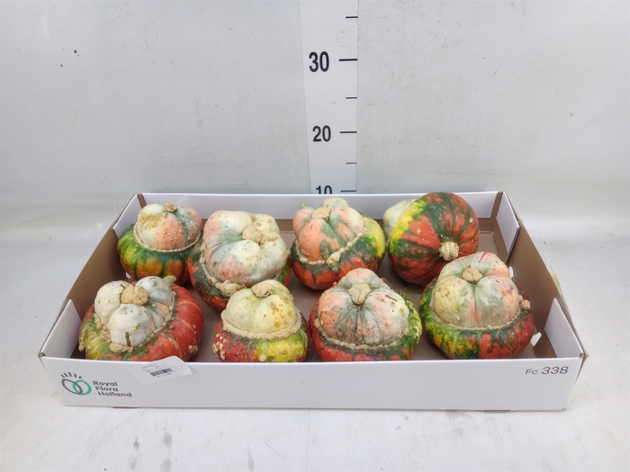 <h4>Cucurbita max. 'Turks Turban' mix</h4>