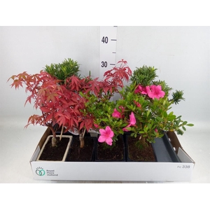 Bonsai   ...mix