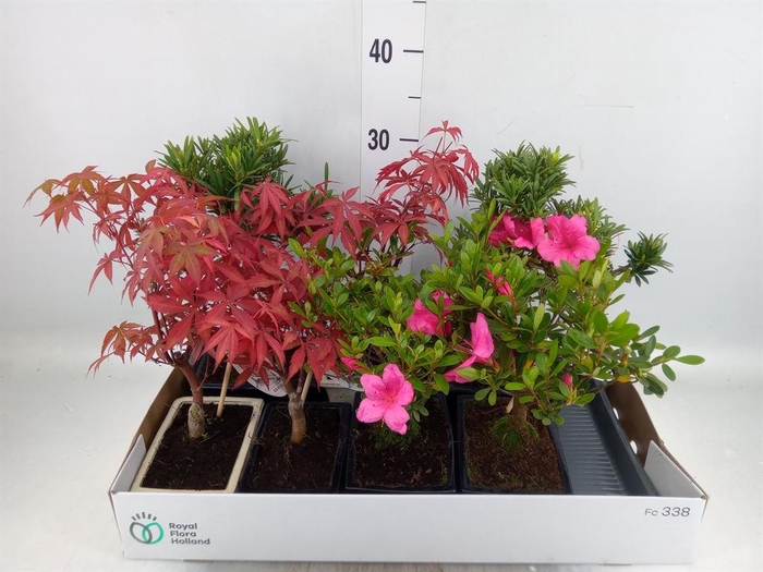 <h4>Bonsai   ...mix</h4>
