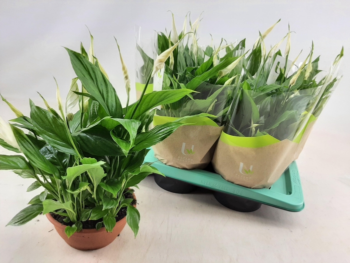 <h4>SPATH CHOPIN</h4>