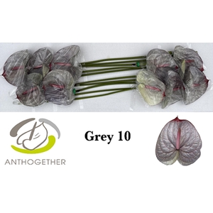 Anth. andr. DYED Grey