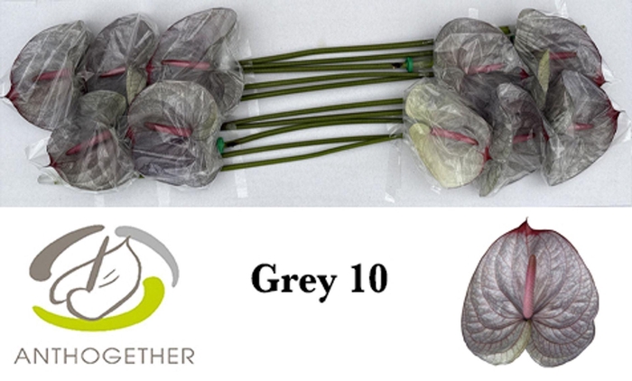 <h4>Anth. andr. DYED Grey</h4>