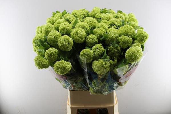 <h4>Viburnum Roseum L 100 /4 Kop</h4>