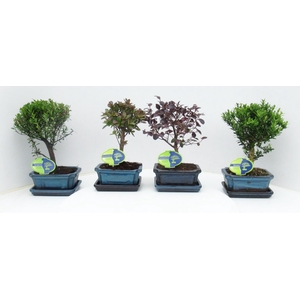 Bonsai mix outdoor, 15 cm., broom, with drip tray - Partly without leaves during winter