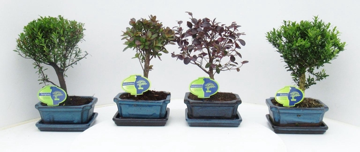 <h4>Bonsai mix outdoor, 15 cm., broom, with drip tray - Partly without leaves during winter</h4>