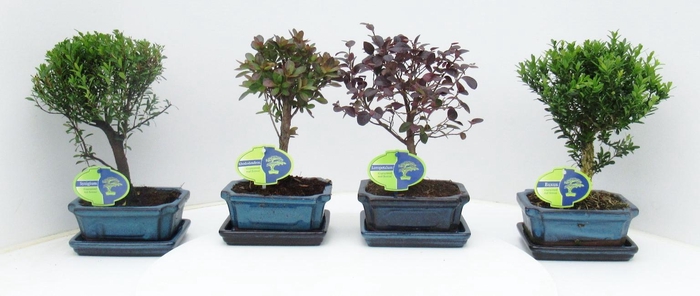 <h4>Bonsai mix outdoor, 15 cm., broom, with drip tray - Partly without leaves during winter</h4>