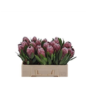 Protea Pink Ice