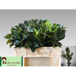 ILEX BL M BLU PRINCE