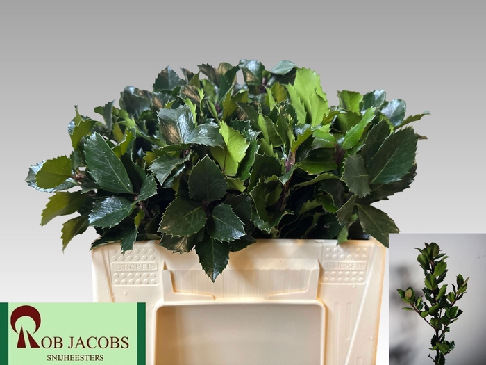 <h4>ILEX BL M BLU PRINCE</h4>