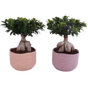 Ficus m. Ginseng Ball Shape Ø24cm in Ø26cm Ceramic SE660