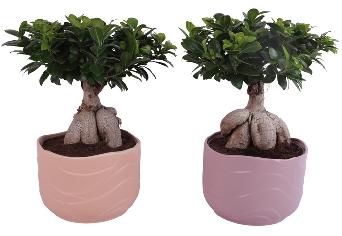 <h4>Ficus m. Ginseng Ball Shape Ø24cm in Ø26cm Ceramic SE660</h4>