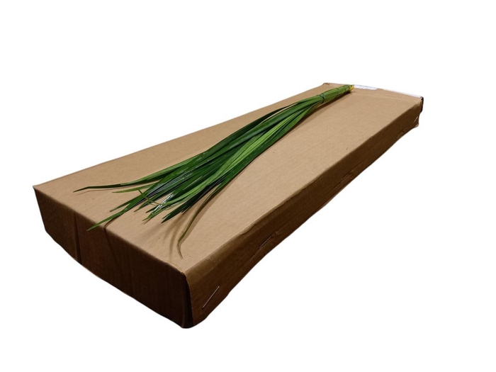 <h4>Lillygrass 80cm</h4>