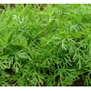 Anethum graveolens