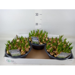 Muscari  'Casablanca'