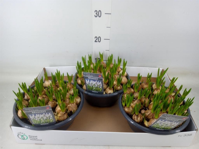 <h4>Muscari  'Casablanca'</h4>