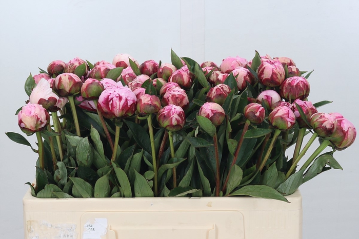 <h4>Paeonia Sarah Bernhardt</h4>