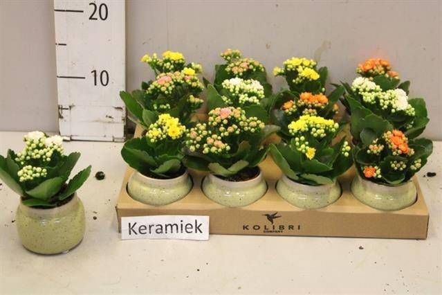 <h4>ARR KALANCHOE</h4>
