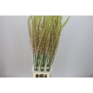 Eremurus Shelford Pink Star