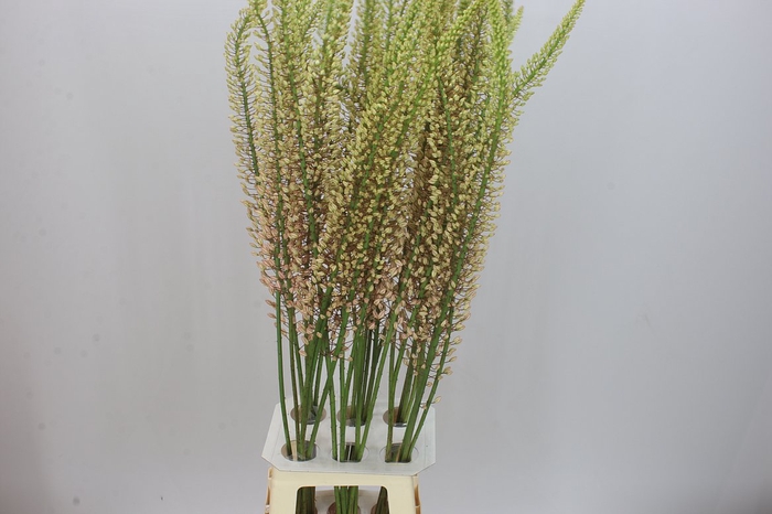 <h4>Eremurus Shelford Pink Star</h4>