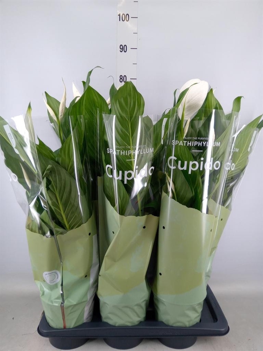 <h4>Spathiphyllum  'Bingo Cupido'</h4>