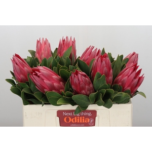 Protea Cynaroides Madiba