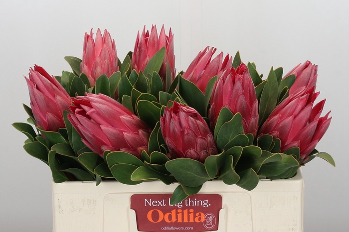 Protea Cynaroides Madiba