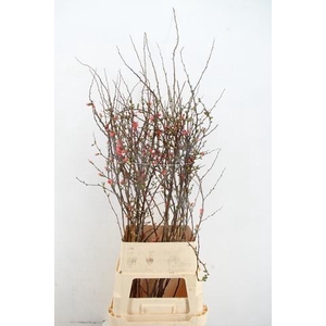 CHAENOMELES JAPONICA PINK 100CM