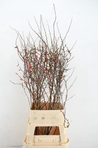 <h4>CHAENOMELES JAPONICA PINK 100CM</h4>
