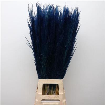 <h4>CORTADERIA BLAUW-DARK X10</h4>