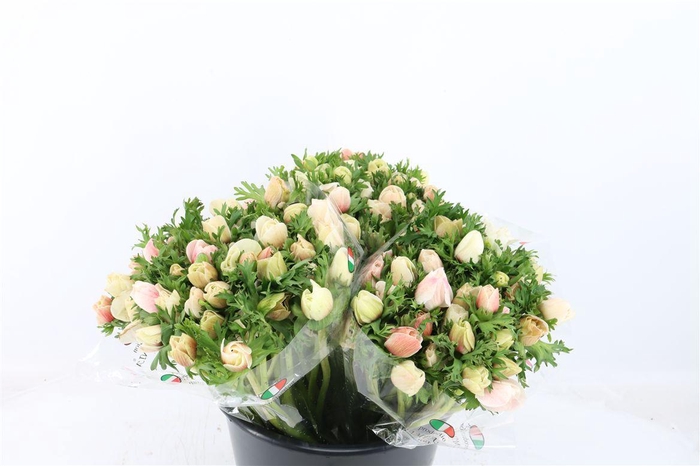 <h4>Anem Mistral White</h4>