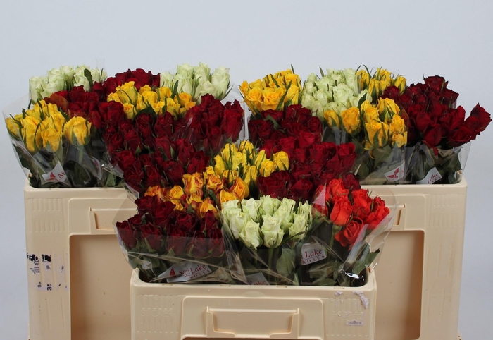 <h4>R KL GEM IN FUST</h4>