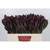 Leucadendron Saf Sunset Dark R.