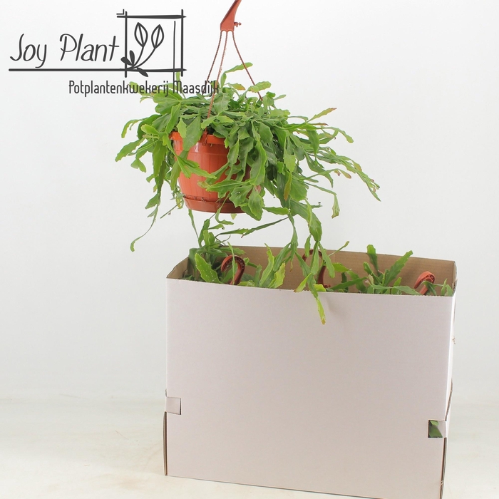 <h4>RHIPSALIS OV</h4>