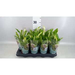 Spathiphyllum  'Pearl Cupido'
