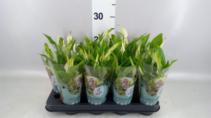 <h4>Spathiphyllum  'Pearl Cupido'</h4>