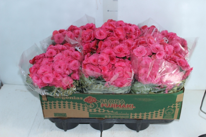 <h4>BEGONIA BAZAN P15</h4>