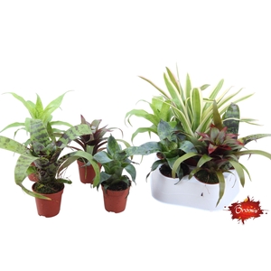 Forrest mix - blad mix Bromelia