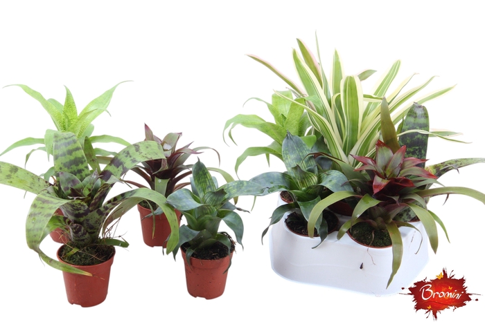 <h4>Forrest mix - blad mix Bromelia</h4>
