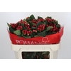 Hypericum True Romance Spray